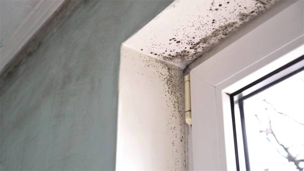 Best Mold Documentation for Insurance Claims  in Lewiston, UT