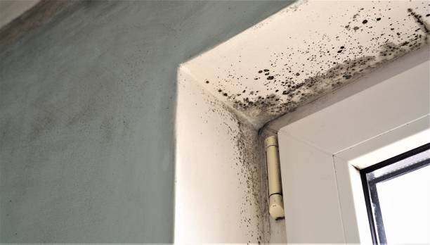Best Post-Construction Mold Inspection  in Lewiston, UT