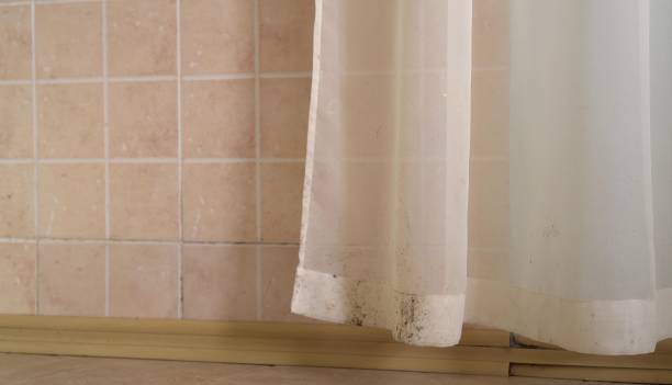 Mold Odor Removal Services in Lewiston, UT