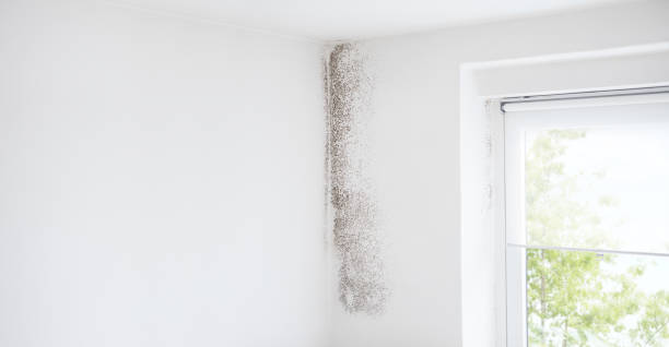 Forensic Mold Investigation in Lewiston, UT