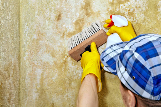 Best Environmental Consulting for Mold Prevention  in Lewiston, UT