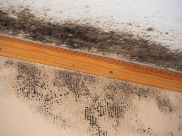 Best Comprehensive Air Testing for Mold Contaminants  in Lewiston, UT