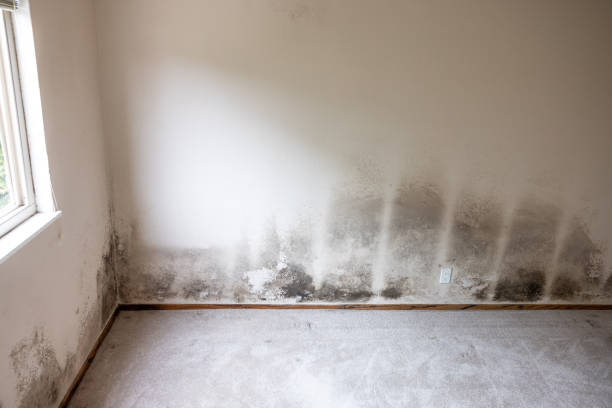 Best Crawl Space Mold Remediation  in Lewiston, UT