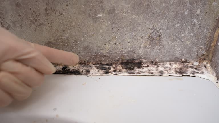 Reliable Lewiston, UT Mold Removal Solutions